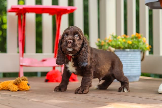 Cocker Spaniel Puppies media 8