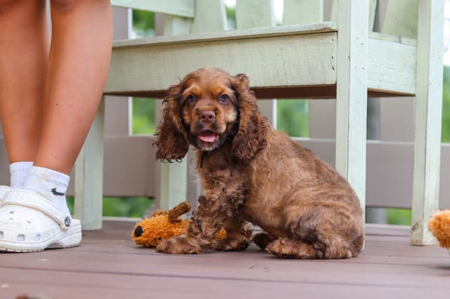 Cocker Spaniel Puppies media 6