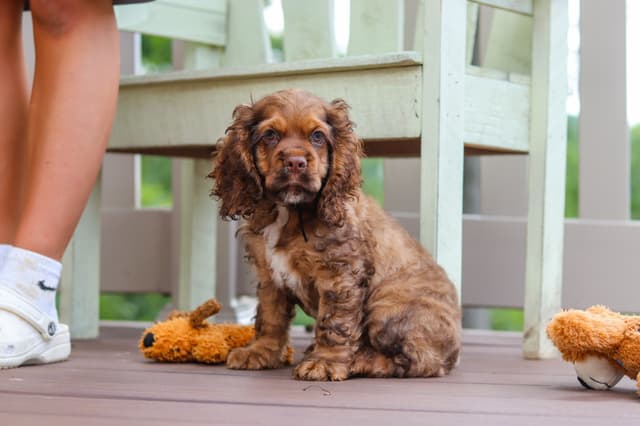 Cocker Spaniel Puppies media 14