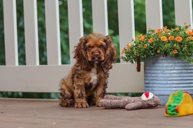 Cocker Spaniel Puppies media 11