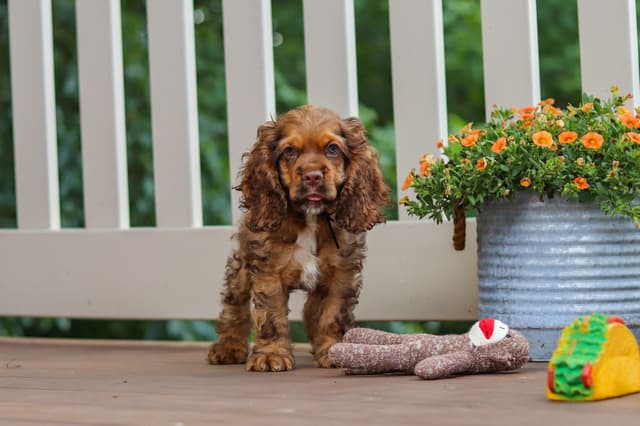 Cocker Spaniel Puppies media 13