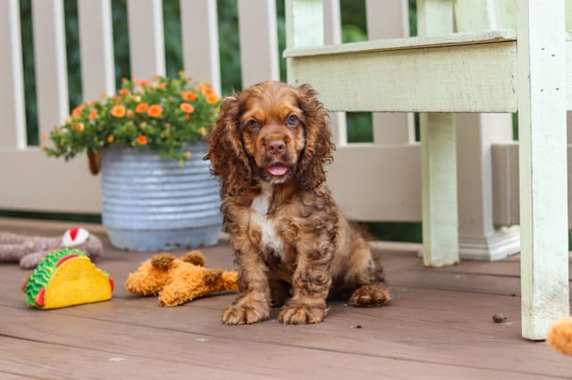 Cocker Spaniel Puppies media 16