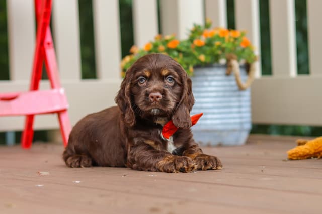 Cocker Spaniel Puppies media 2