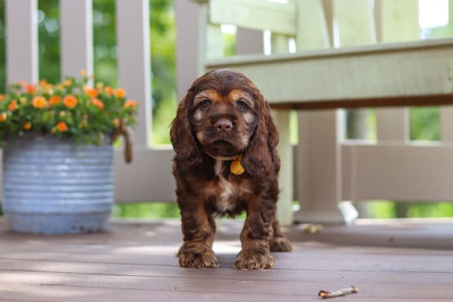Cocker Spaniel Puppies media 5