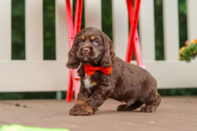 Cocker Spaniel Puppies media 7