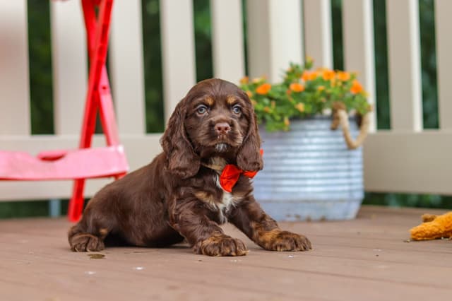 Cocker Spaniel Puppies media 4