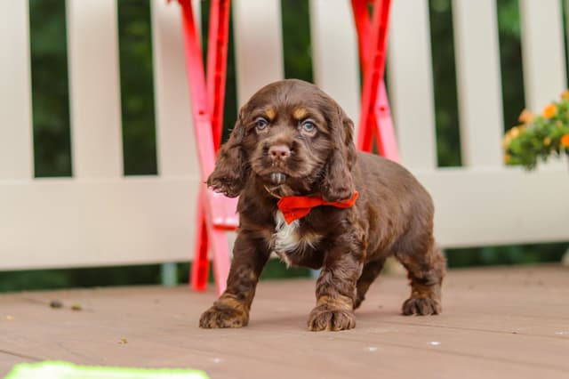 Cocker Spaniel Puppies media 27