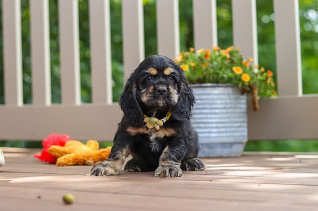 Cocker Spaniel Puppies media 22