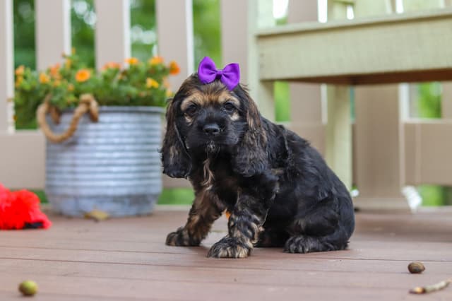 Cocker Spaniel Puppies media 3