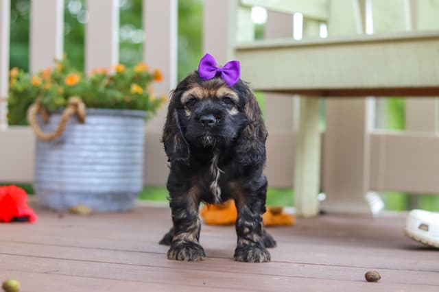 Cocker Spaniel Puppies media 15