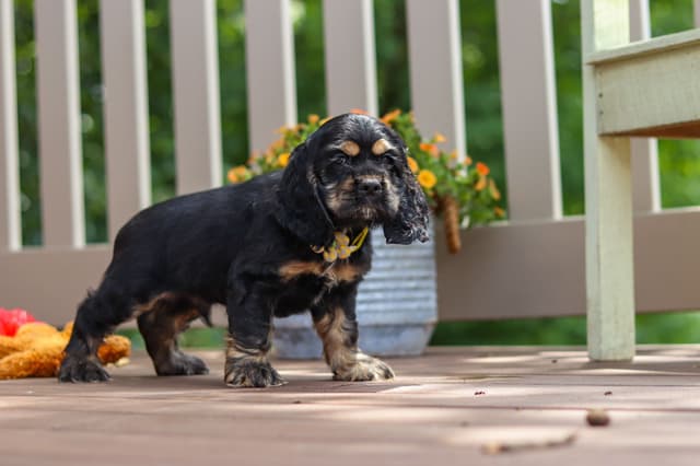 Cocker Spaniel Puppies media 6