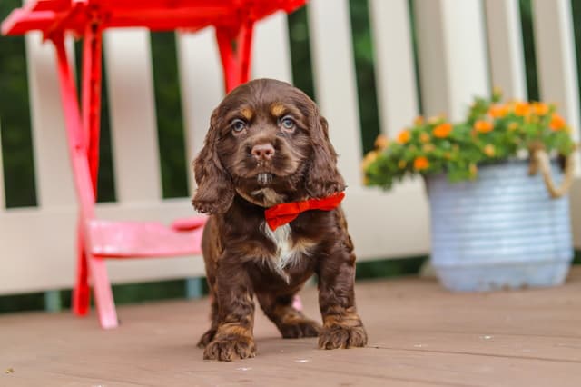 Cocker Spaniel Puppies media 10