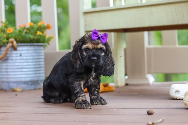 Cocker Spaniel Puppies media 17