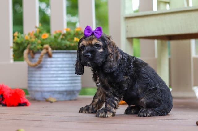 Cocker Spaniel Puppies media 9