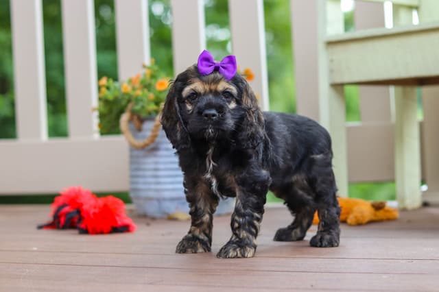 Cocker Spaniel Puppies media 14