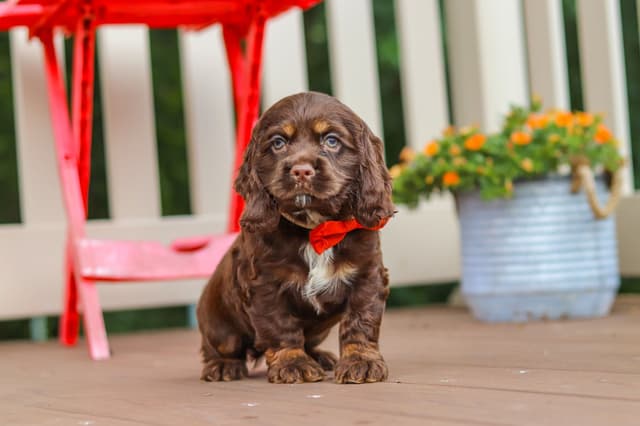 Cocker Spaniel Puppies media 24