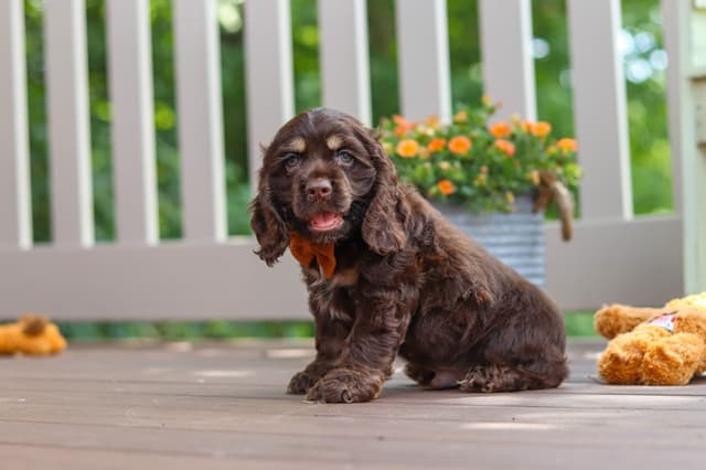 Cocker Spaniel Puppies media 18
