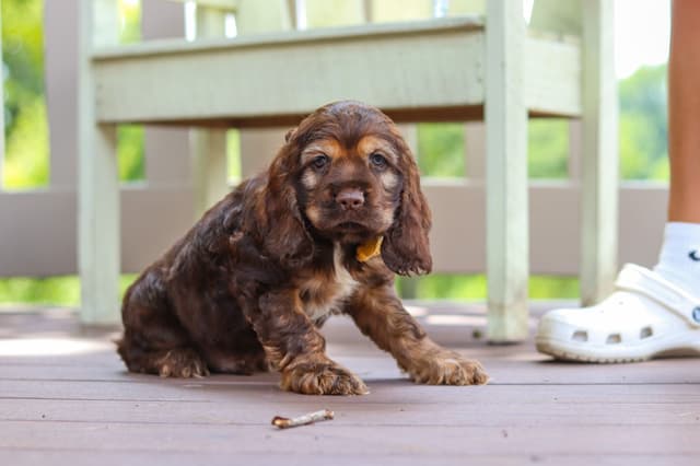 Cocker Spaniel Puppies media 11