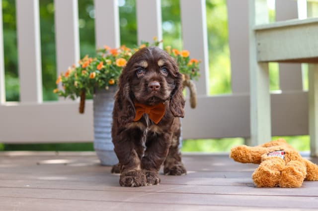 Cocker Spaniel Puppies media 13
