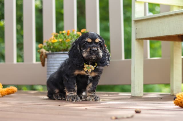 Cocker Spaniel Puppies media 21