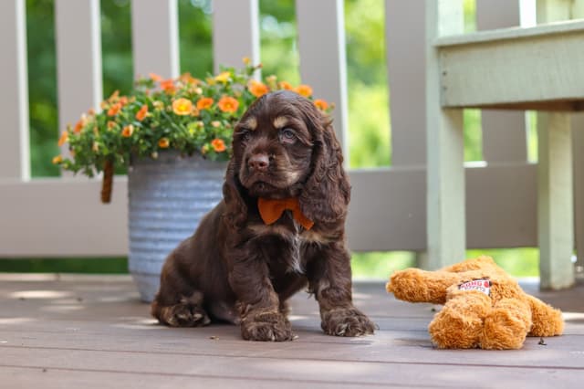 Cocker Spaniel Puppies media 19