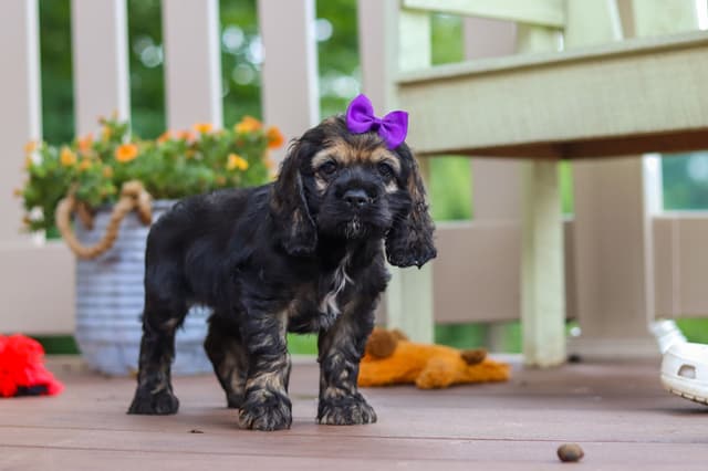 Cocker Spaniel Puppies media 12