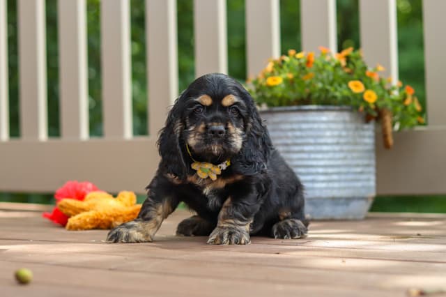 Cocker Spaniel Puppies media 16