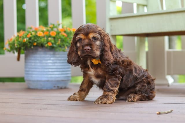 Cocker Spaniel Puppies media 28