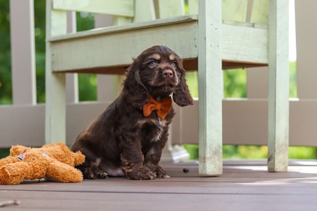 Cocker Spaniel Puppies media 8