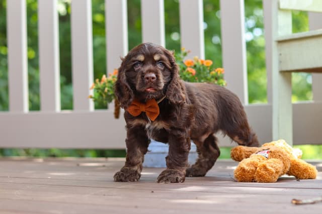 Cocker Spaniel Puppies media 23