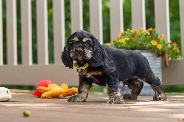 Cocker Spaniel Puppies media 20