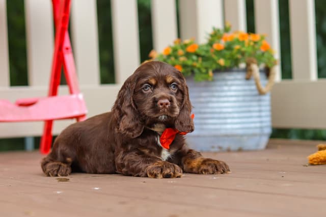 Cocker Spaniel Puppies media 25