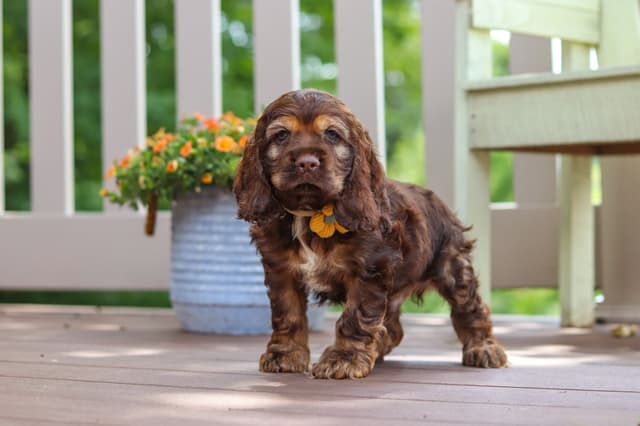 Cocker Spaniel Puppies media 29