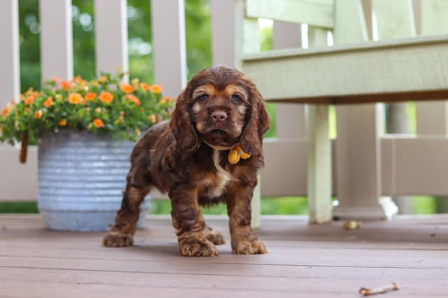 Cocker Spaniel Puppies media 26