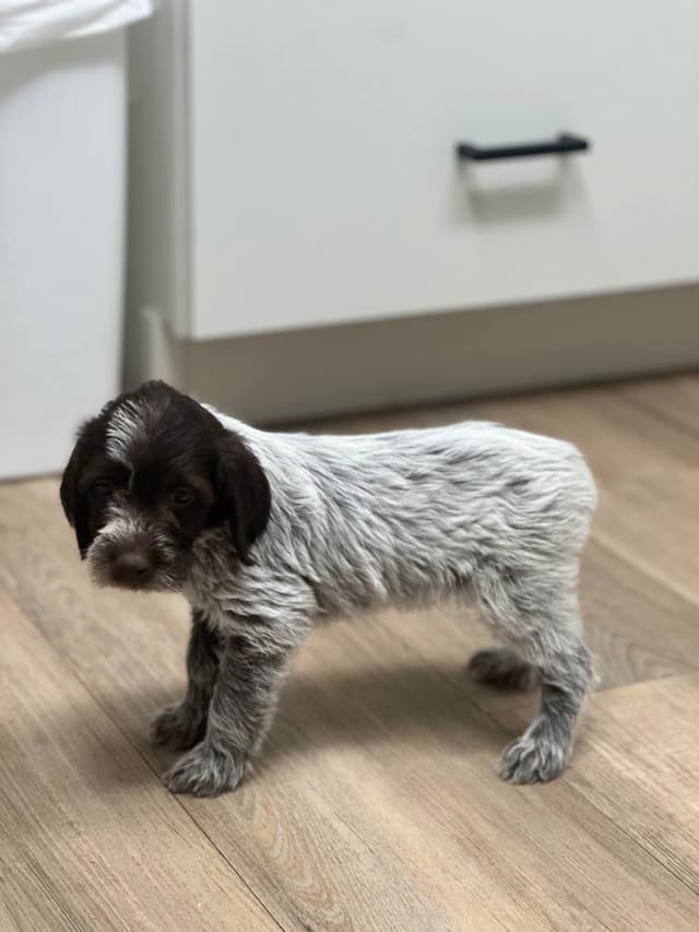 Wirehaired Pointing Griffon Puppies media 3