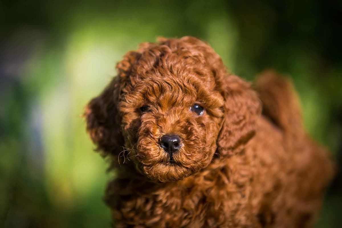 Mini Male and Toy Female - started training! breeder image 2