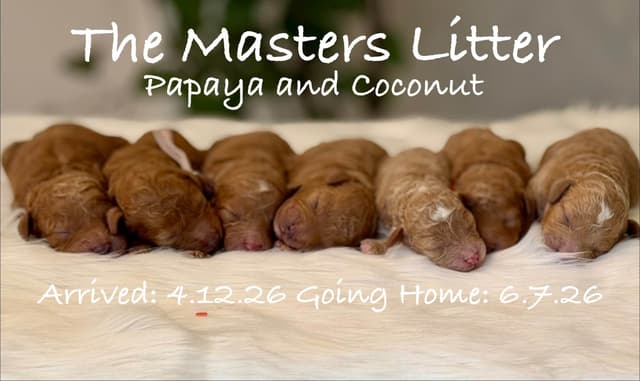 Mini Male and Toy Female - started training! media 9