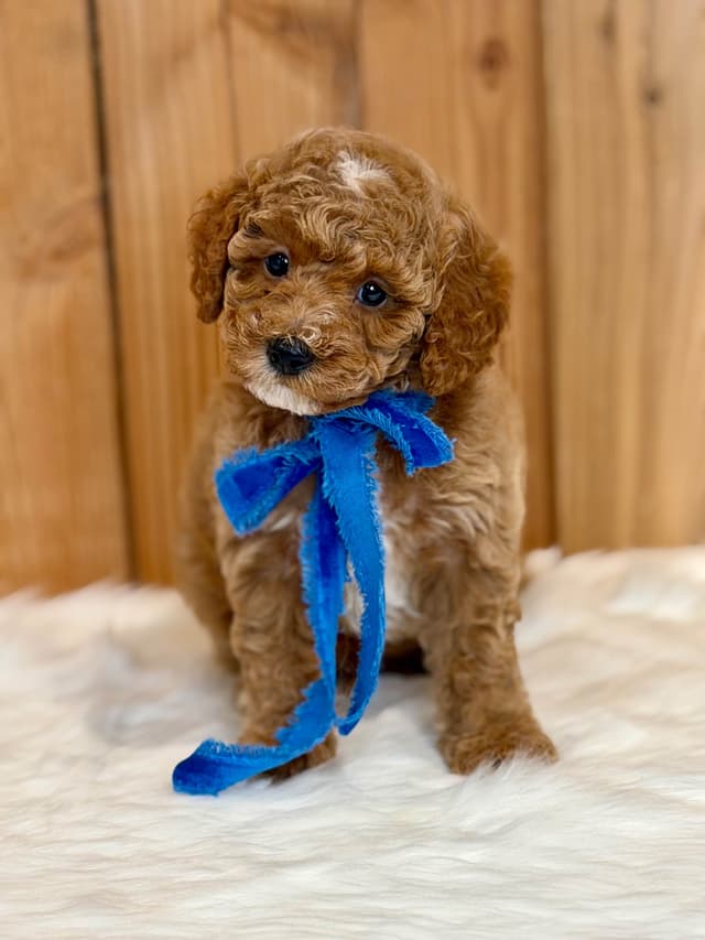 Mini Male and Toy Female - started training! media 5