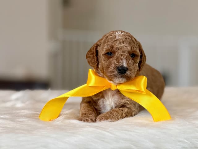 Mini Male and Toy Female - started training! media 7
