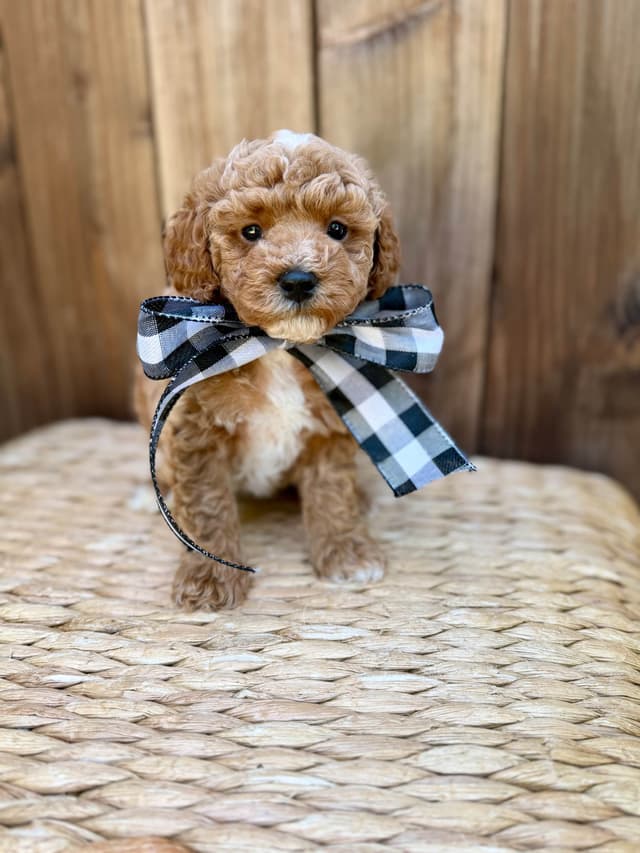 Mini Male and Toy Female - started training! media 6
