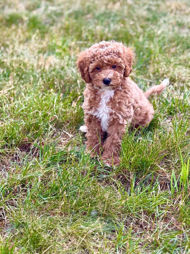 Mini Male and Toy Female - started training! media 4