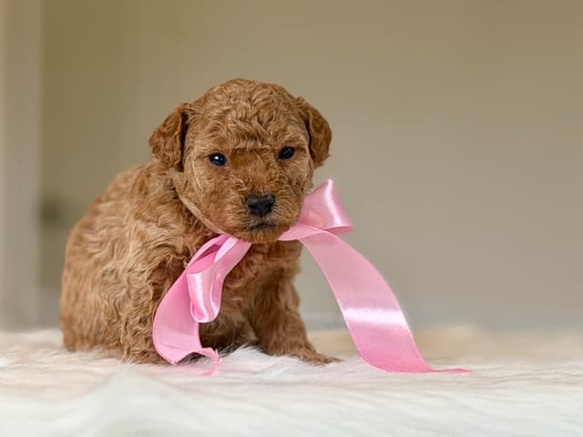 Mini Male and Toy Female - started training! media 10