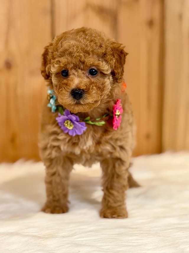 Mini Male and Toy Female - started training! media 11