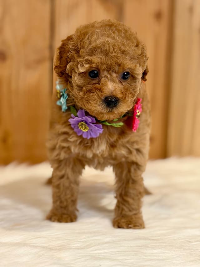 Mini Male and Toy Female - started training! media 12