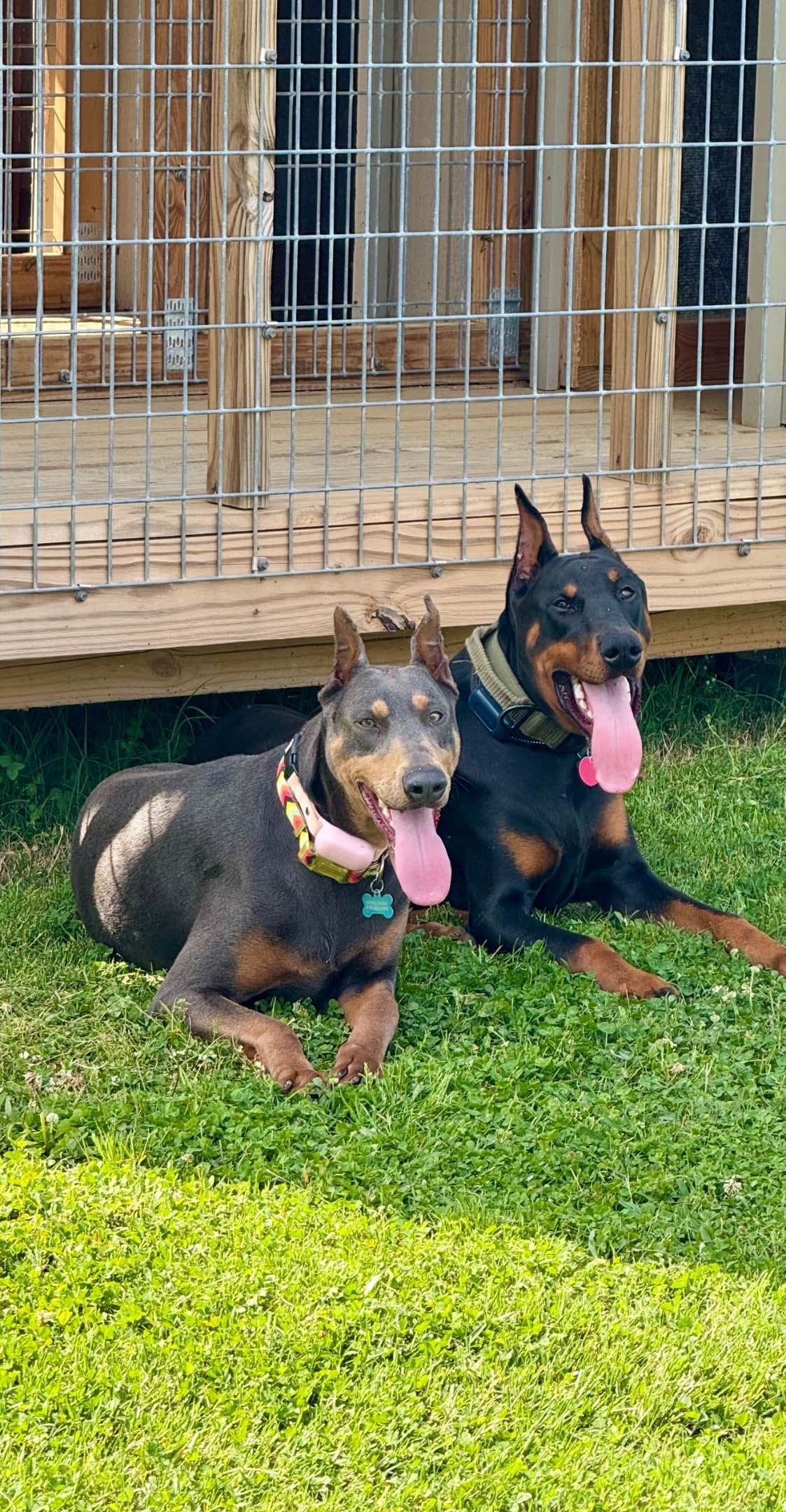 Doberman Pinscher Puppies (PYRAMID DOBERMANS) breeder image 1