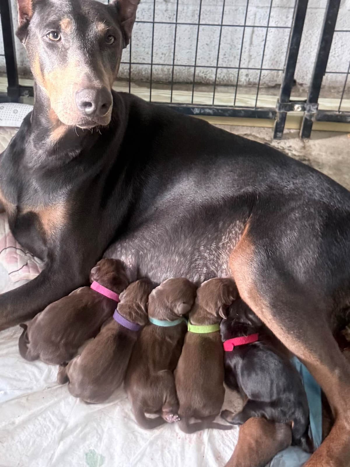 Doberman Pinscher Puppies (PYRAMID DOBERMANS) breeder image 2