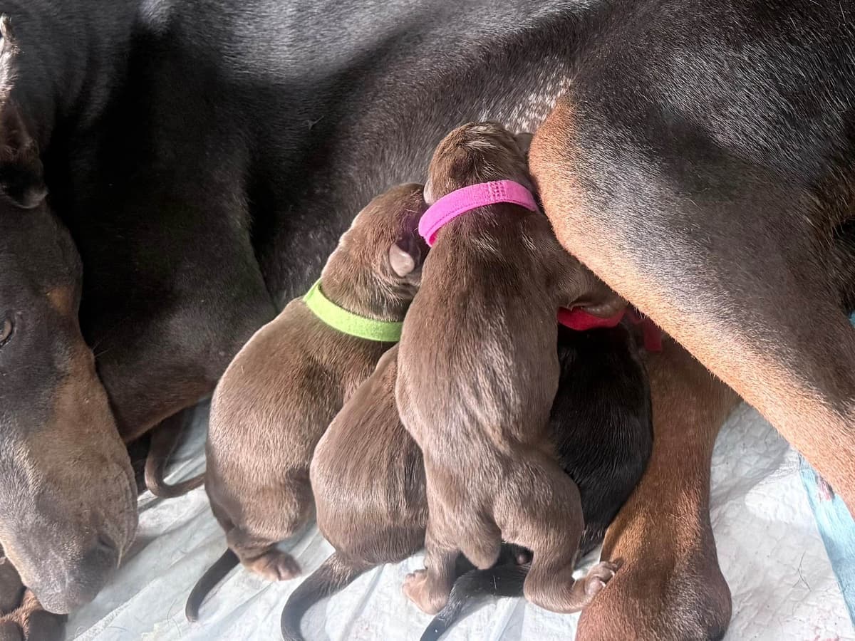 Doberman Pinscher Puppies (PYRAMID DOBERMANS) breeder image 4