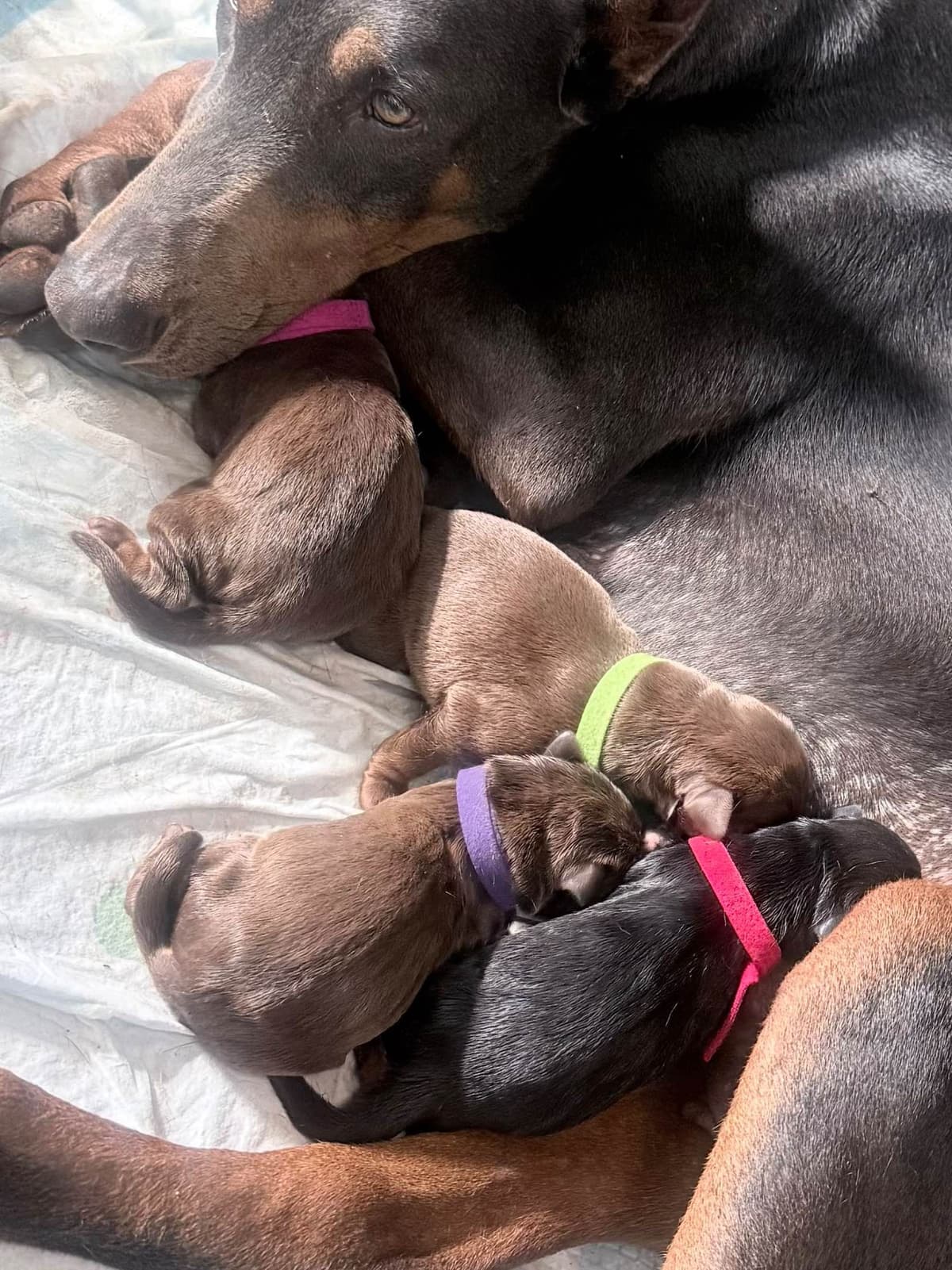 Doberman Pinscher Puppies (PYRAMID DOBERMANS) breeder image 3