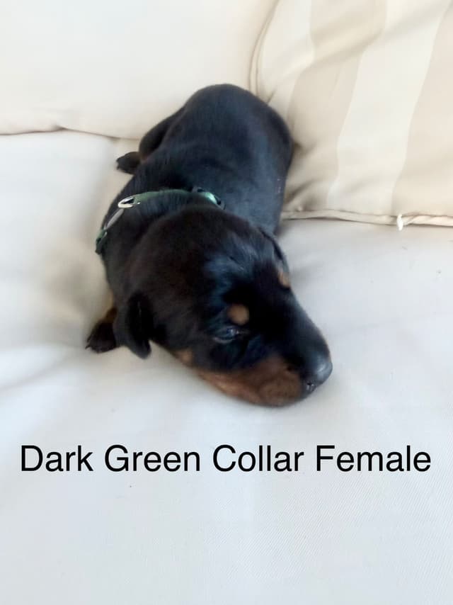 Doberman Pinscher Puppies (PYRAMID DOBERMANS) media 2