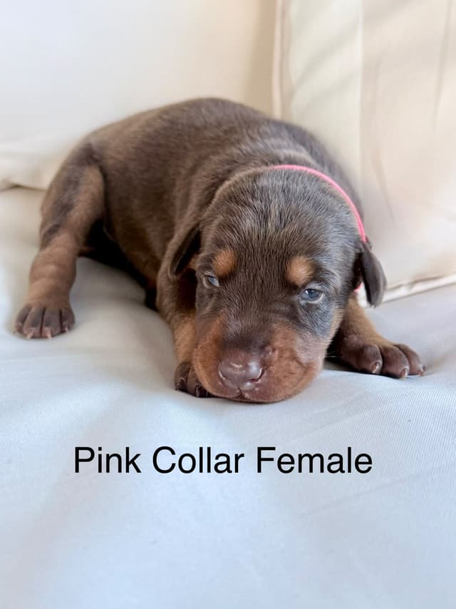 Doberman Pinscher Puppies (PYRAMID DOBERMANS) media 3